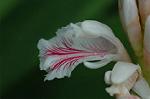 Dcim5671/DSC_6572