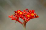 Dcim5671/DSC_6594