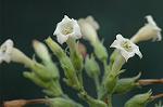Dcim5673/DSC_6711