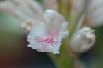 Dcim5674/DSC_6785