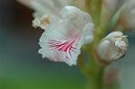 Dcim5674/DSC_6787