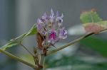 Dcim5674/DSC_6823