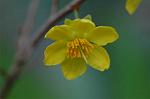 Dcim5675/DSC_6909