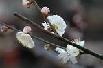 Dcim5684/DSC_7241