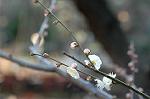 Dcim5684/DSC_7242