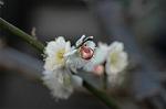 Dcim5684/DSC_7244