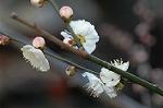 Dcim5684/DSC_7246