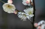 Dcim5684/DSC_7252