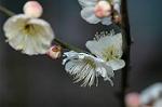Dcim5684/DSC_7253