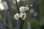 Dcim5684/DSC_7254