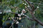 Dcim5684/DSC_7270