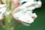 Dcim5685/DSC_7364