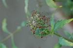 Dcim5685/DSC_7383
