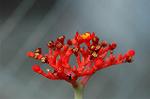 Dcim5685/DSC_7420