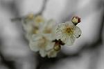Dcim5713/DSC_8563
