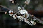 Dcim5713/DSC_8586