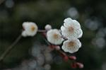 Dcim5713/DSC_8606