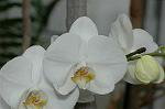 Dcim5714/DSC_8642