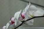 Dcim5714/DSC_8693
