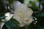 Dcim5740/DSC_8735