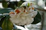 Dcim5740/DSC_8736