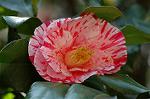 Dcim5740/DSC_8738