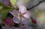 Dcim5740/DSC_8743