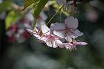 Dcim5740/DSC_8745