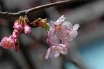 Dcim5740/DSC_8759