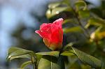 Dcim5740/DSC_8788