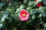 Dcim5740/DSC_8827
