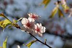 Dcim5740/DSC_8838