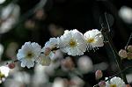 Dcim5740/DSC_8851