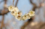 Dcim5741/DSC_8887