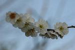 Dcim5741/DSC_8895