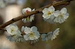 Dcim5741/DSC_8897