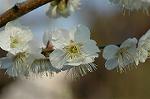 Dcim5741/DSC_8899