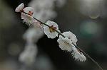 Dcim5741/DSC_8901