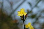 Dcim5741/DSC_8915