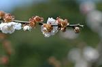 Dcim5764/DSC_9333
