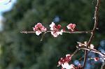 Dcim5797/DSC_9923