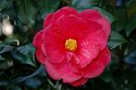 Dcim5797/DSC_9981