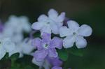 Dcim5798/DSC_0059