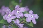 Dcim5798/DSC_0062
