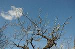 Dcim5799/DSC_1395