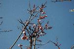 Dcim5799/DSC_1397