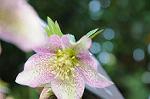 Dcim5799/DSC_1437