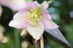 Dcim5799/DSC_1446