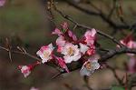 Dcim5818/DSC_0217