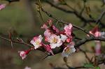 Dcim5818/DSC_0221